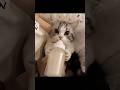 Cute and Funny Cat Videos Compilation. Part 58.
