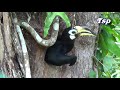 Oriental Pied Hornbill Jimmy & Juliet of Miri,Sarawak 2020