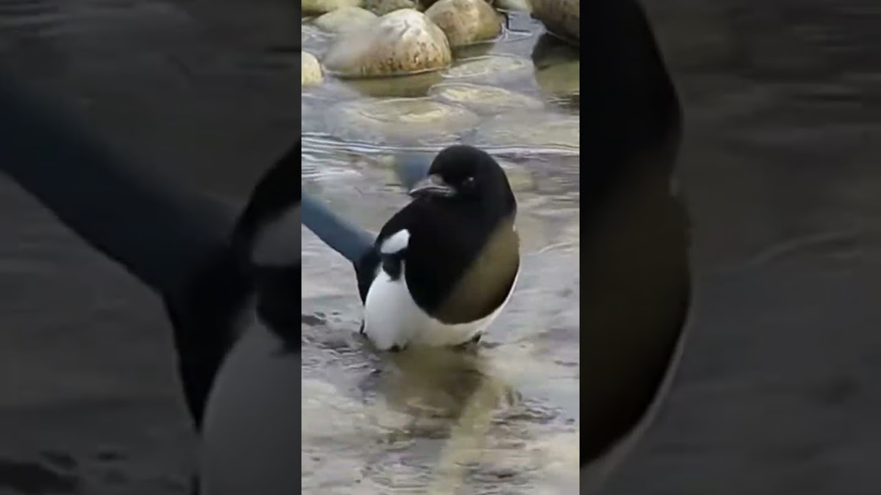 Magpie taking shower on a hot day of summer 
