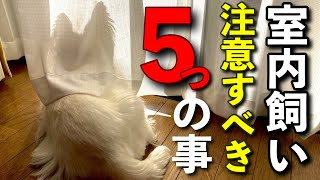 【犬を室内で飼うときに注意したいこと５選】をペットショップ店長が解説します！