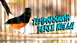 Download Lagu TEMBAKANNYA BIKIN NGILU isian mewah cocok buat masteran dan pancingan emosi | Shama Bird MP3