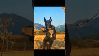 The funny dog dance🐕 #mrrajob #funny #ফানি_ভিডিও #viral #disneystyle #dogs #dog #dance