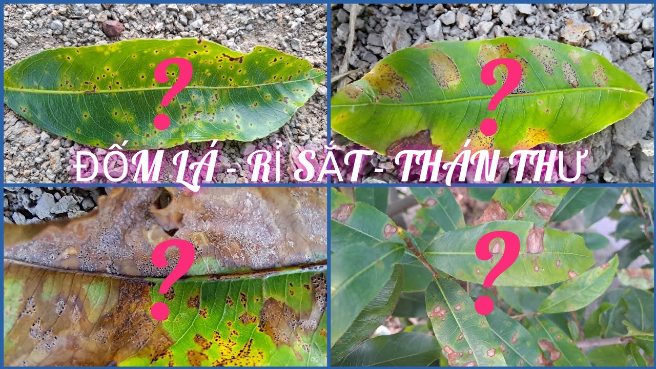 Bệnh đốm lá, rỉ sắt, thán thư gây cháy lá - Đặc điểm, cách nhận biết, phân biệt, thuốc điều trị #02