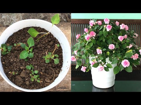 Video: HoaImpatiens: Mẹo để Trồng hoa Impatiens