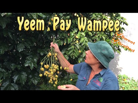 Video: Kas yra Wampi augalas: sužinokite šiek tiek informacijos apie Indijos Wampi augalą ir daugiau
