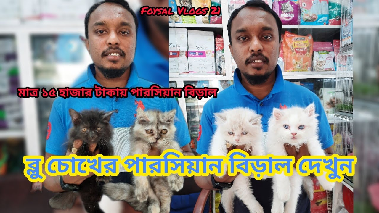 parshian cat price in katabon blue eyes cat পারসিয়ান বিড়াল ব্লু