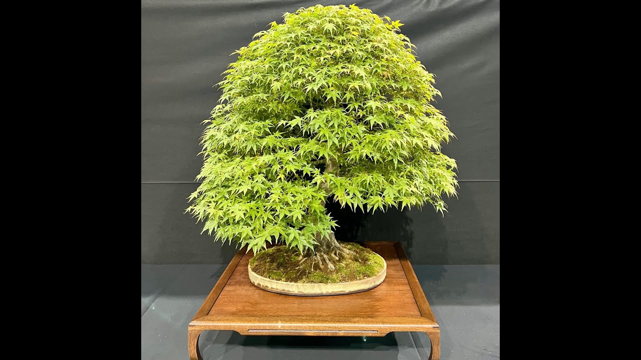Bonsai live show Telford October 2022 Walk Through YouTube