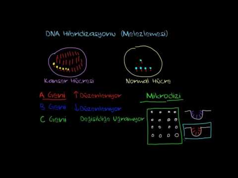 Video: Hibridizasyon Nedir