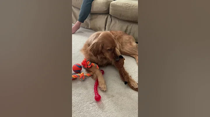 Merry Christmas from Bailey