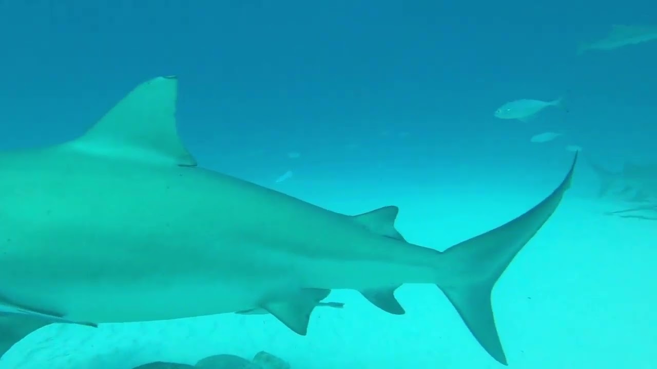 Diving with Bull Sharks in Playa del Carmen! | Xibalba Divers MX