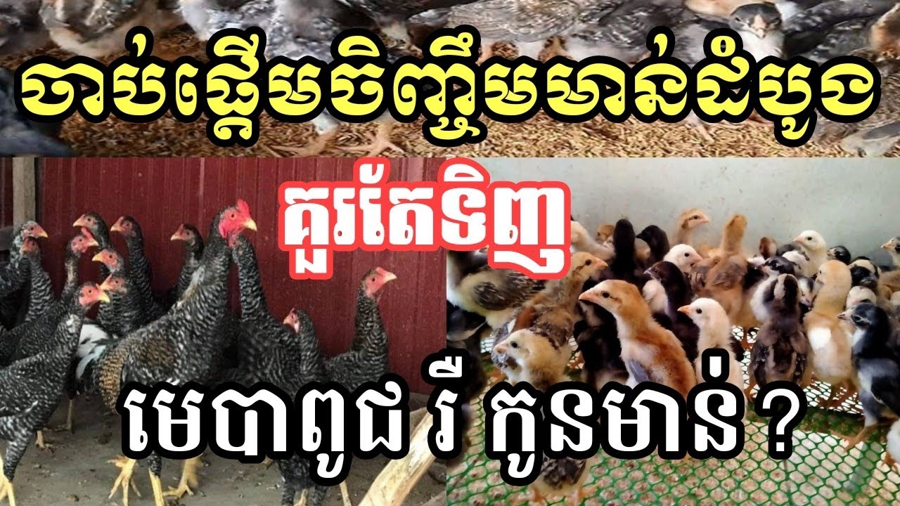 ចង់ចាប់ផ្ដើមចិញ្ចឹមមាន់ដំបូងគួរតែទិញមេបាពូជ ឬ កូនមាន់?