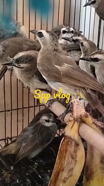 ngombyok burung trucukan dulu boskuh☕