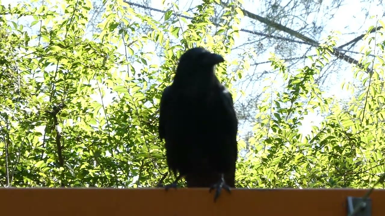 Raven Crow LA Zoo Los Angeles California USA January 29, 2026 Sunny 80 Degrees Conservation Animals