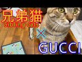 【Sibling cats 兄弟猫183回目　夕方６時　毎日投稿！】GUCCI購入品一点猫と共に開封&かわいい猫の開き