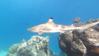 Kuramathi  A Snorkel Adventure