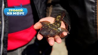 видео: Трофей на море. 3 серия. Бычок на море картинка: Трофей на море. 3 серия. Бычок на море