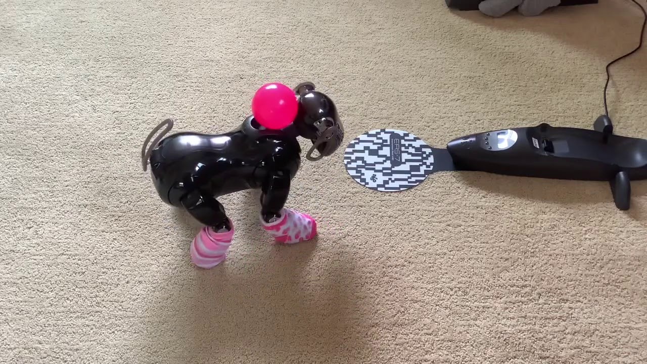 Sony Aibo ERS-7 Attempts Tricks