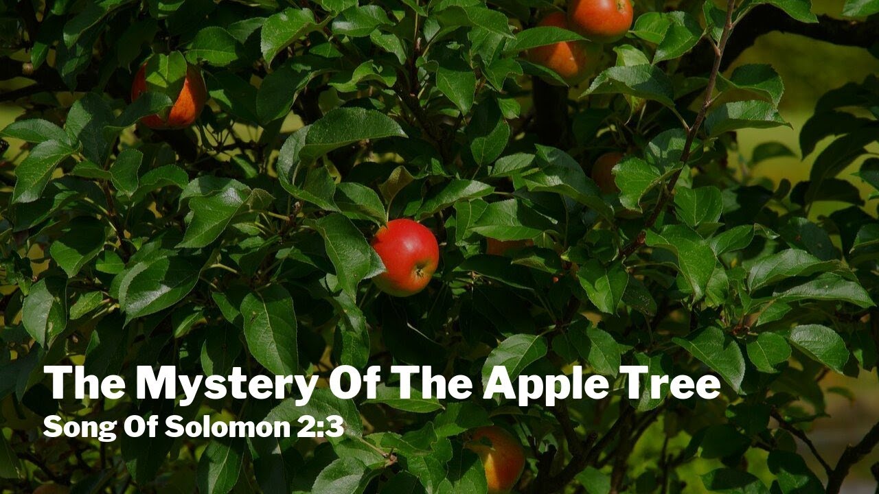 the-mystery-of-the-apple-tree-song-of-solomon-2-3-youtube