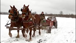 DUKE & EARL are getting to work!! // Draft Horses Spreading Manure #613