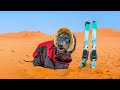 DOG wants to SLEDDING! Cute and funny animal video!