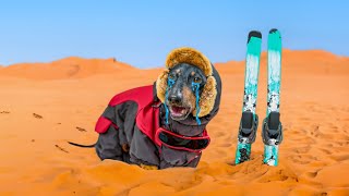 DOG wants to SLEDDING! Cute and funny animal video! DOG wants to SLEDDING! Cute and funny animal video!
