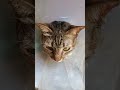 Good afternoon! 【Thai❤Cat House】19Feb2022 #shorts #cat #แมว #猫 #ネコ #बिल्ली #Kucing