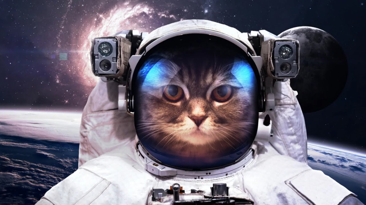 Animals In Space | Episode 4 Lesser Known Space Travelers