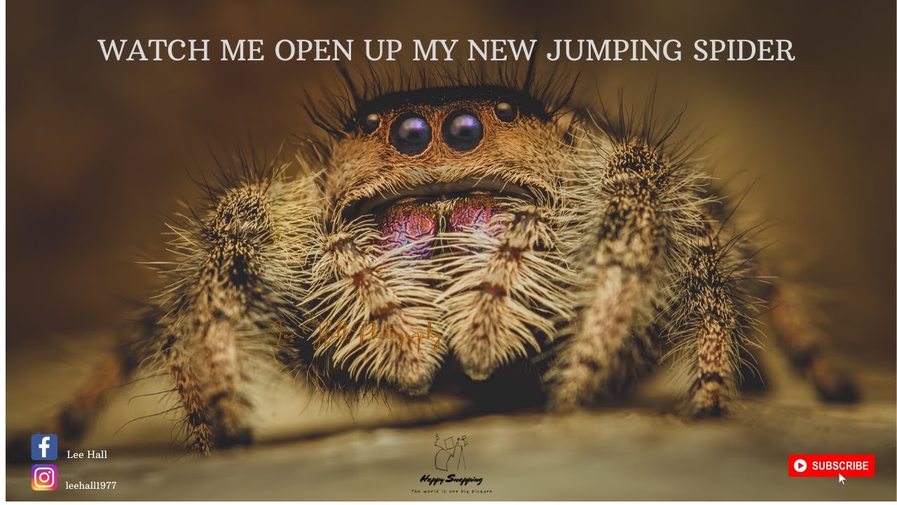 How do jumping spiders make a perfect landing? Watch and learn