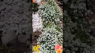 ALISO DE MAR PARA TU JARDÍN 😍🌿 #nature #flowers #natural #plants #datoscuriosos #tiktok #trending