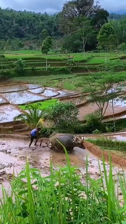 bajak sawah pake kerbau,,#shots #shotsvideoviral