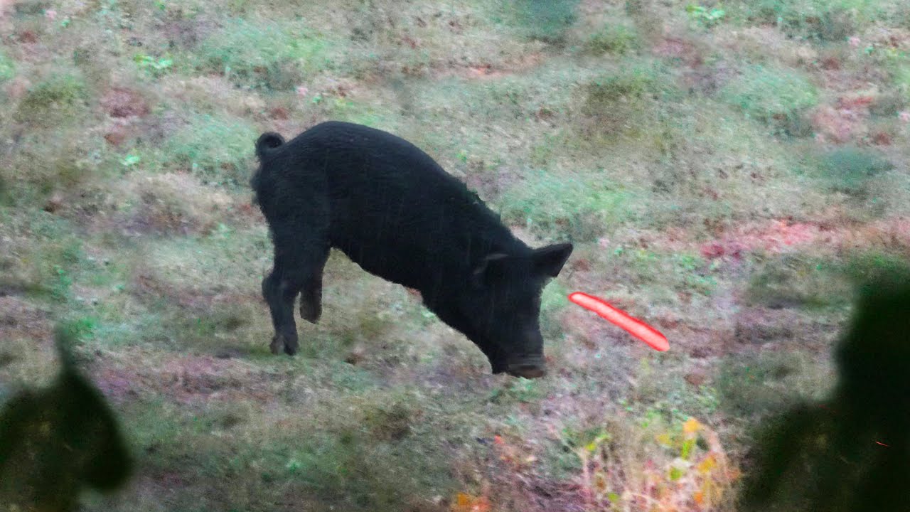 Archery Headshot DROPS a Wild Hog in his Tracks! - YouTube