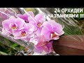 Новые 24 ОРХИДЕИ фаленопсис С торговыми НАЗВАНИЯМИ в КАСТОРАМА | orchid phalaenopsis