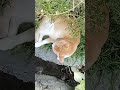 Cute Cat Sleeping Position In The Garden Shorts Simba Mufasa Perfectly Furred Simba Viral