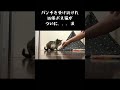 【涙】元ボス猫ふくちゃんが心を許してくれました！　#shorts #保護猫 #野良猫 #野良猫から家猫