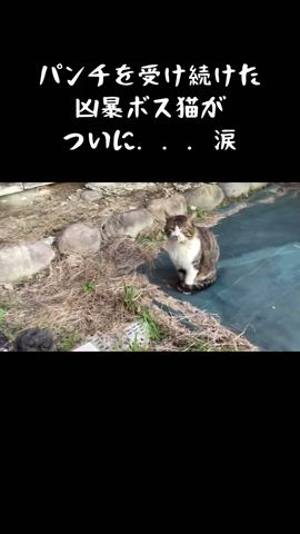 【涙】元ボス猫ふくちゃんが心を許してくれました! #shorts #保護猫 #野良猫 #野良猫から家猫