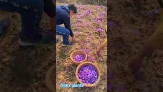 #Grow saffron crocus/  kesar #nature #beautiful #youtubeshorts #shortsvideo#viral #gardens #flowers