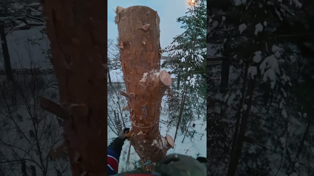 раочие будни,рабочие моменты,арбористы Working days, working moments, arborists