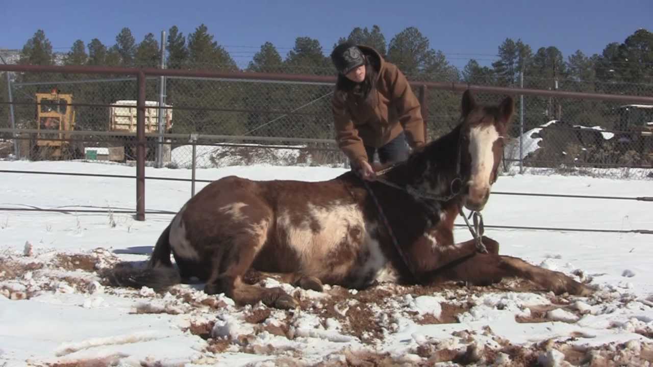 Teaching Horse To Lay Down Introduction YouTube