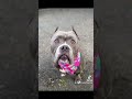 ✨Kane is the kind of dog people often misread at first glance ✨ @shorts #love #viral #cute #funny