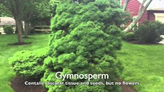 Tommy Chandler Plant Classification Project