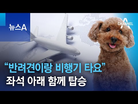 “반려견이랑 비행기 타요”…좌석 아래 함께 탑승 | 뉴스A