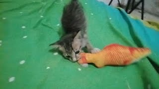 funny cat vidios | adorable cat playing fish toy | grooming and fall asleep