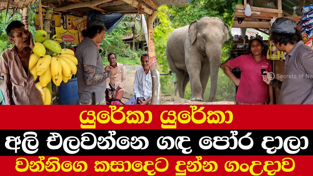 යුරේකා යුරේකා | අලි එලවන්නෙ ගඳ පෝර දලා | වන්නිගෙ කසාදෙට දුන්න ගංඋදාව