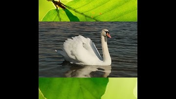 Bé học về các loài chim