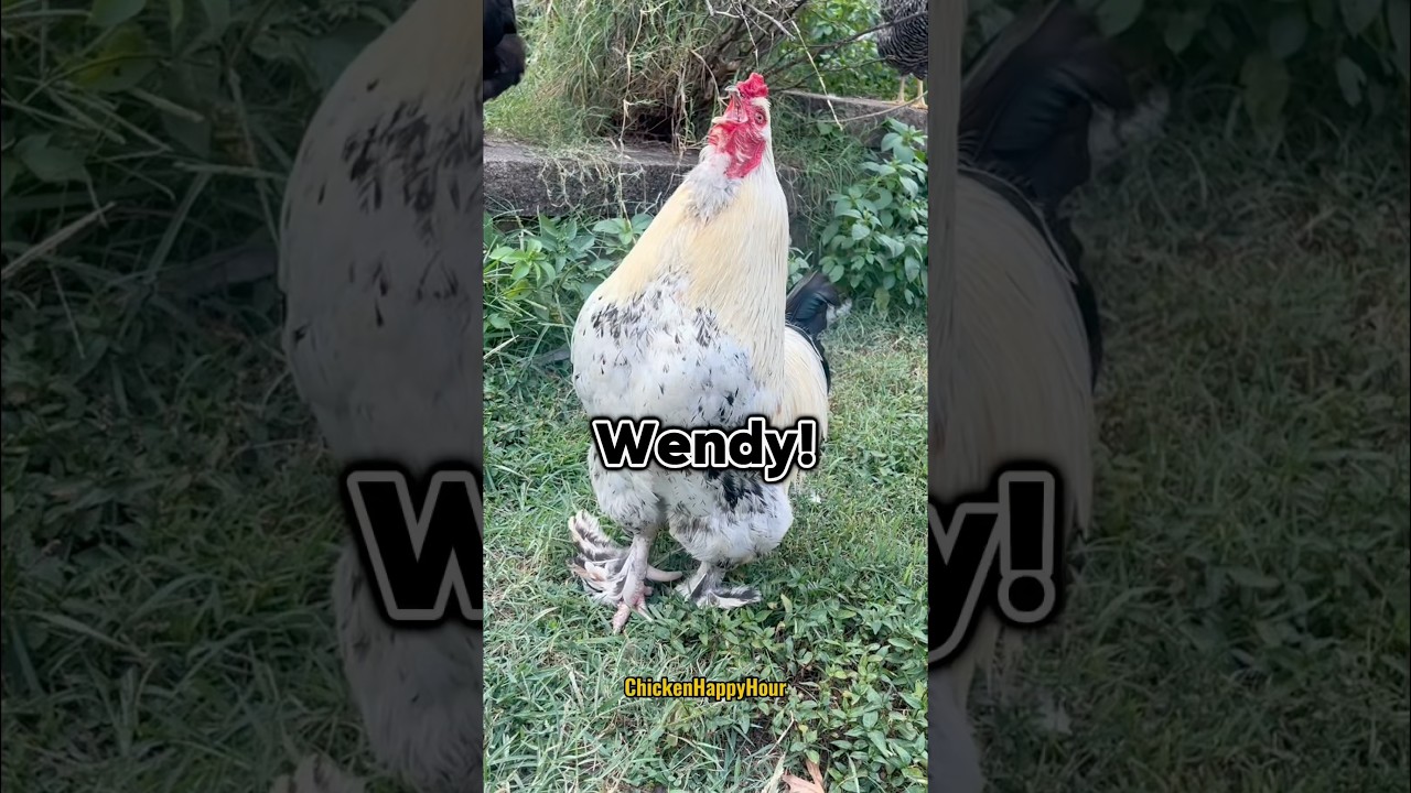 #wendy