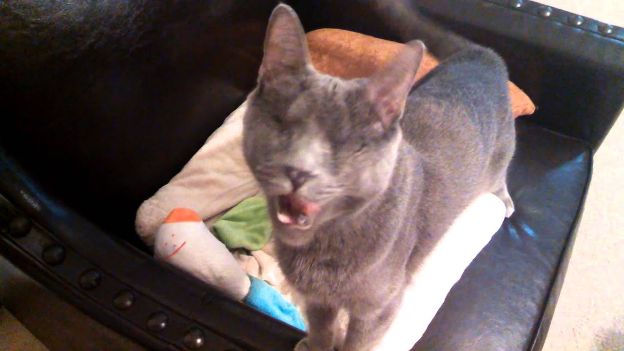 Blind Cat, Cat With No Eyes Chases Mosquito 