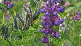 Growing lupin without disease (Summary)