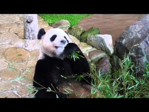 笹を食べるパンダの海浜(アドベンチャーワールド)