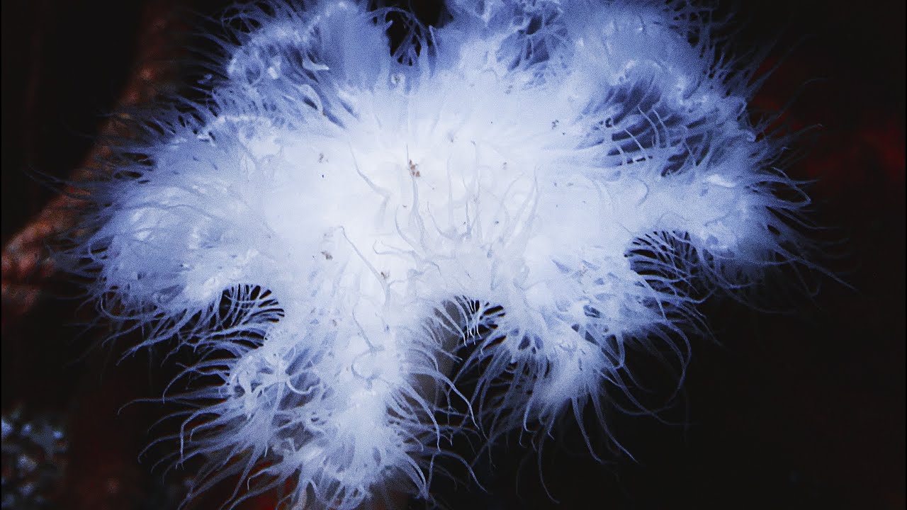 Факты: гигантская перистая анемона