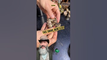 This snake still won’t eat! #molinarosnakelab #reptiles #babysnake #petsnake #animals #python #diy